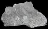 Wide Fossil Seed Fern Plate - Pennsylvania #65898-2